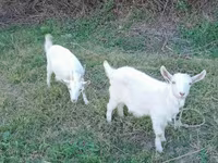 Kambing jantan, Saanen goat — foto 4