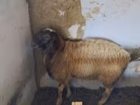 قوچ, گوسفند — عکس 2