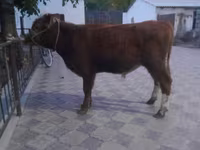 Lembu jantan, Cattle — foto 1