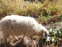 Wad, Racka sheep — sawirka 8