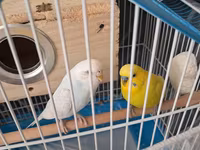 Dalmatin və sarı rəngli iki dalğıç papağanla birlikdə tam dəst quş — foto 3