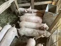 Świnie (partia, płeć nieokreślona), Świnie — zdjęcie 1