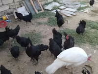 Chickens — عکس 5