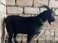Kambing betina, Goats — foto 3