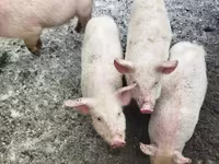 Porci (lot, sex nespecificat), Мини-пиг — foto 1