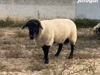 Kambing jantan, White Suffolk sheep — foto 1