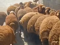 Wad, Sheep — sawirka 4