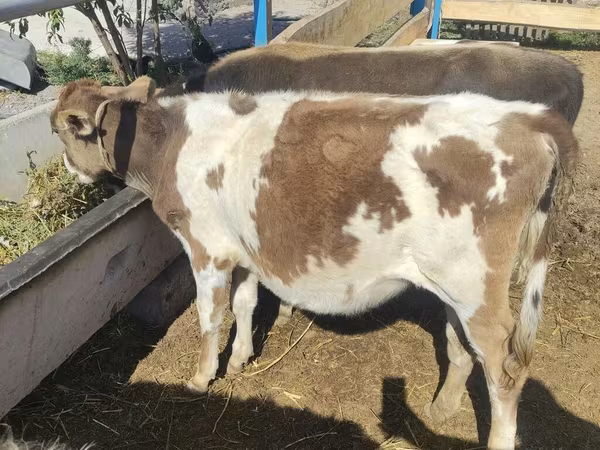 Krowa, Simmental cattle