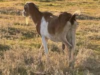 Țap, Capre — foto 1