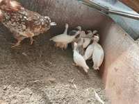 Chickens — 3 зураг