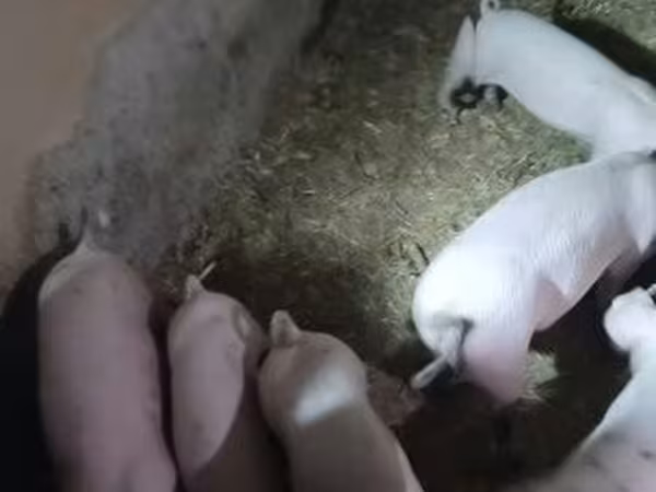Мэгж, Крупная белая