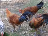 Chickens — تصویر 3