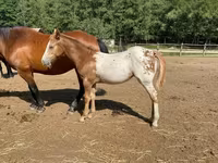Айғыр, Appaloosa — 4-сурет