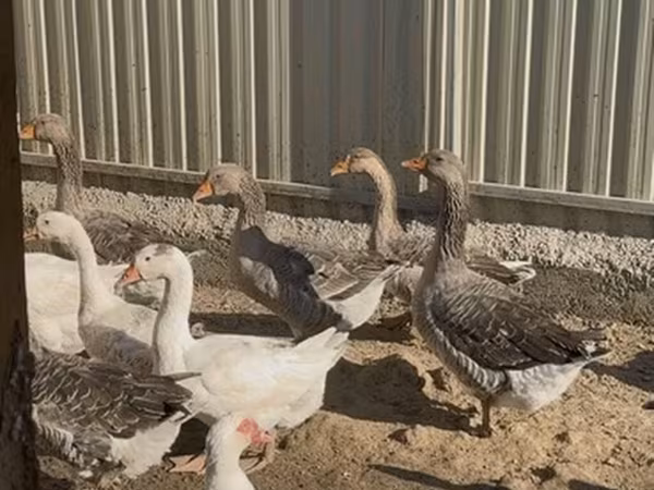 Geese