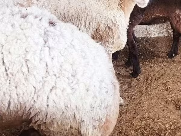 Biri-biri betina, Sheep