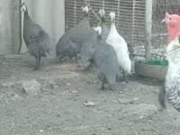 Guinea fowl — 写真 1