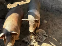مادہ سؤر, سور — تصویر 2