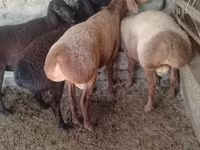 Ram, Arashan sheep — photo 1