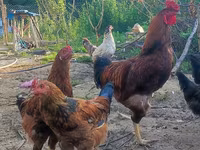 Chickens — foto 2