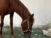 اسب نر, Karabakh horse — عکس 1