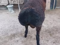 مینڈھا, Tian-Shan semifinewool sheep — تصویر 3