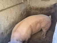 Scrofa, Крупная белая — foto 2