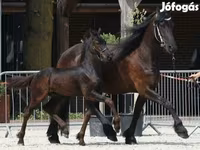 Hengst, Friesian — Foto 1