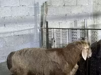Хуц, Хонь — 2 зураг