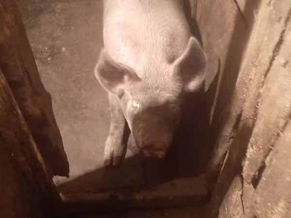 Scroafă, Porci
