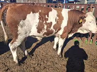 วัวตัวผู้, Simmental cattle — รูปภาพ 2