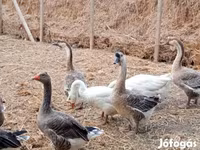 Geese — عکس 2