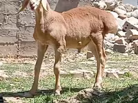 قوچ, گوسفند — عکس 6