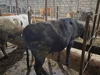 گاو نر, آبرادین-آنگوس — عکس 7