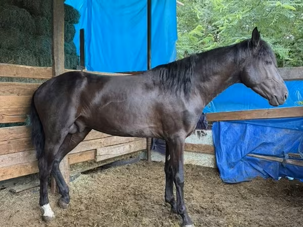 Horse (M), French Trotter — Kyrgyzstan