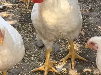 Chickens — عکس 2