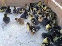 Ducks — zdjęcie 1