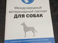 Ветеринарный паспорт
Baytarliq it pisik pasportlari — ፎቶ 2
