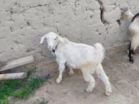 بز ماده, بز — عکس 2