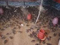 ژاپنی — عکس 3