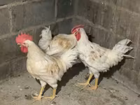 Chickens — Foto 3