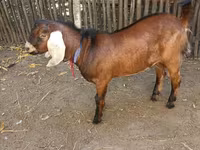 تيس, Nubian Goat — الصورة 5