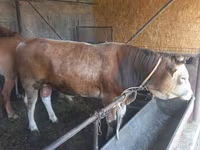 گاو نر, Swiss cattle — عکس 8