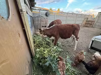 Krowa, Simmental cattle — zdjęcie 2