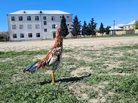 Chickens — foto 6