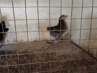 Chickens — fotografija 2