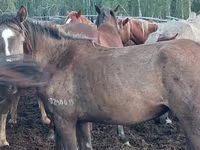 فرس, Horse breed — الصورة 2