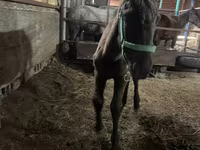 Cavallo, Cavalli — foto 4
