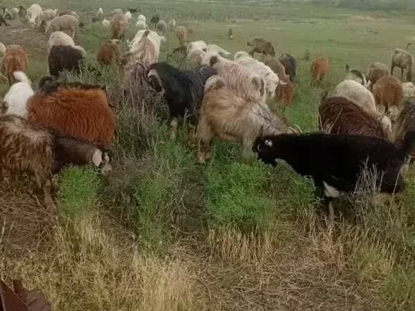 Koza, Kozy