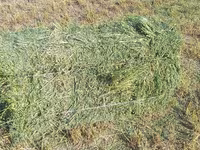 Продаётся 3укос клевер чистый — photo 3