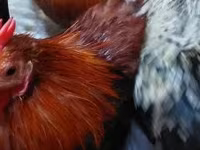 Pekin-Zwerg — Foto 7